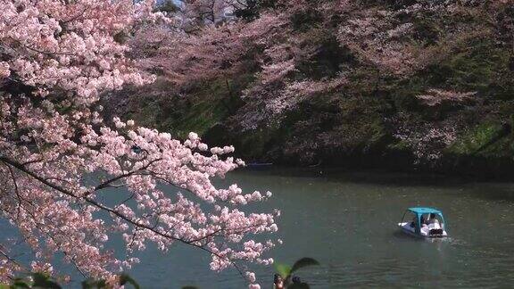 日本东京千鸟渊公园樱花花瓣飘落