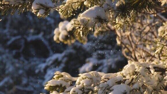 雪从云杉的树枝上落下