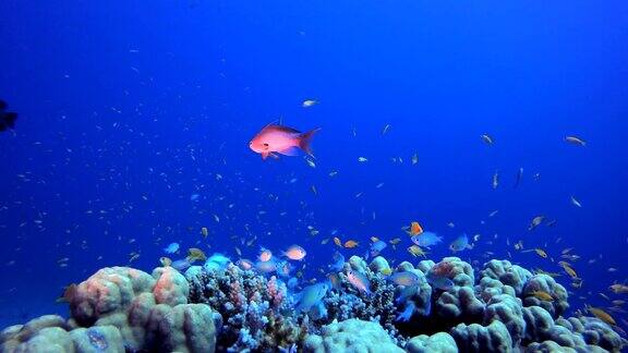 水下色彩斑斓的热带鱼