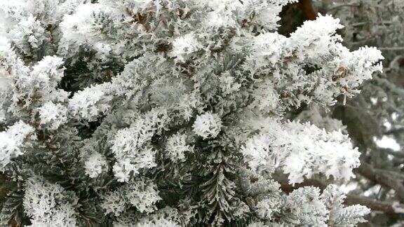 冬天的一天松枝上覆盖着雪