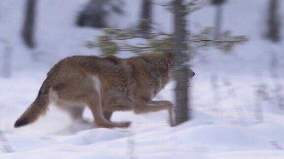 在冬天的森林里两只狼在雪地里奔跑