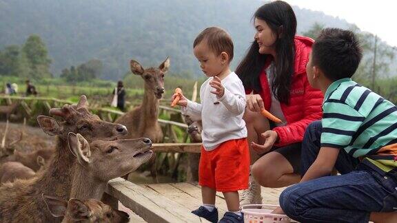 一位年轻的亚洲母亲带着她的孩子在鹿场喂鹿