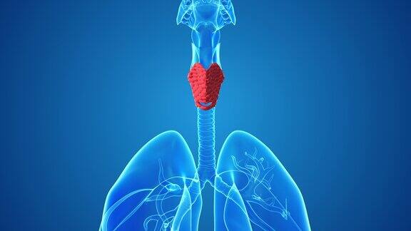 人体甲状腺的医学概念