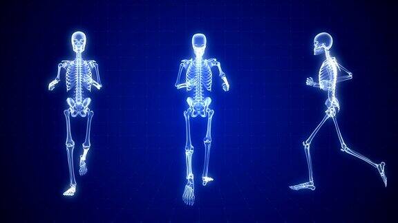 人体骨骼x射线动画|可循环