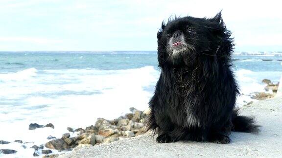孤独的狗在暴风雨的海岸上