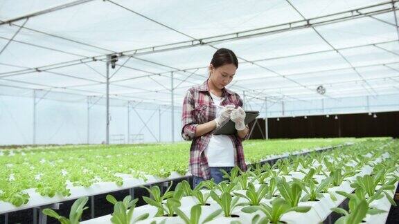 年轻的亚洲人拿着平板电脑检查水培蔬菜农场
