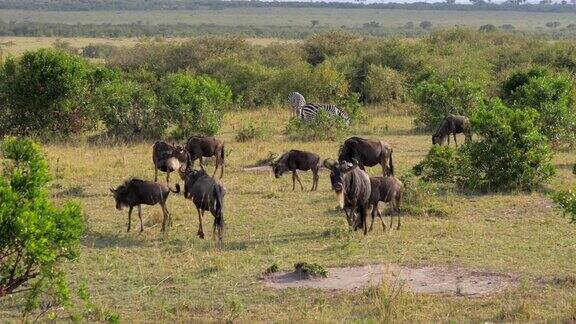 在非洲保护区的GNU放牧