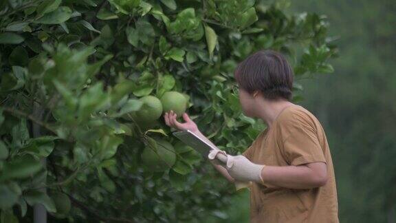 亚洲华人女农民使用数字平板分析检查柚子柑橘在她的种植园的水果生长记录