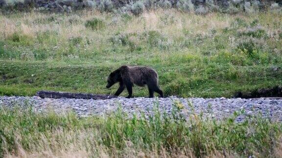 在黄石公园的拉马尔山谷里一只正在行走的灰熊