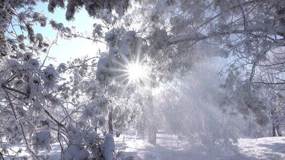 公园里的冬天的树真正的雪