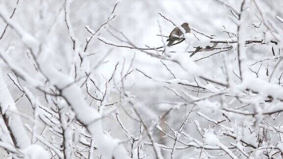 暴风雪中的鸽子