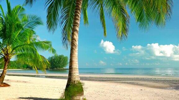 棕榈树的海滩