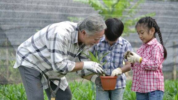 孙辈和爷爷一起在他的花园里种一棵新树孩子扶着植物爷爷扶着铁锹