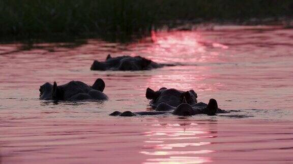 近距离观看一群河马在日落时在河流中游泳在奥卡万戈三角洲博茨瓦纳