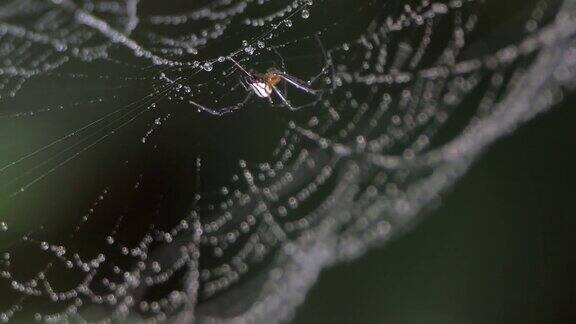 蜘蛛栖息在蜘蛛网上