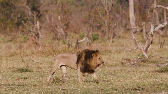博茨瓦纳一只雄狮正穿过灌木丛