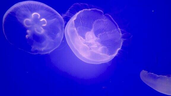 水族馆里五颜六色的月亮水母