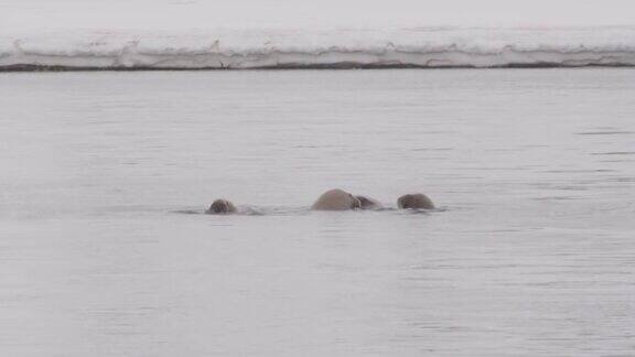 在斯瓦尔巴特群岛水里游泳的海象