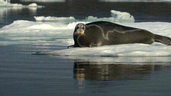 海豹躺在北极的浮冰上