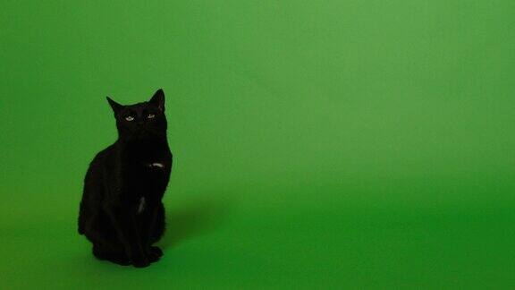 神奇的黑猫在绿色屏幕上行走