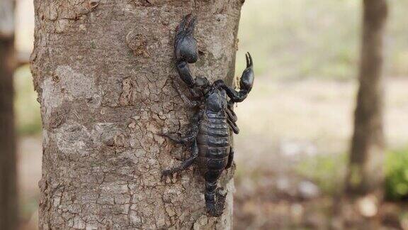 近距离观察黑蝎子栖息在一棵树上在一个阳光明媚的日子里