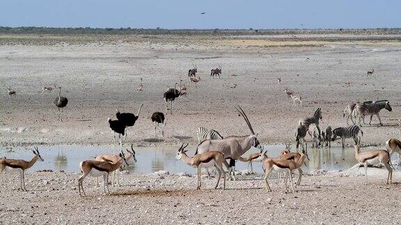 一群动物在一个水坑Etosha国家公园纳米比亚
