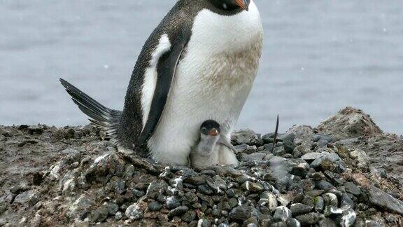 筑巢的巴布亚企鹅欣喜若狂地叫小鸡艾彻岛南设得兰群岛南极洲