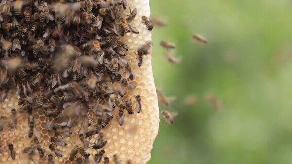 大自然回收的甜蜜:蜜蜂从可重复使用的蜡蜂巢收集蜂蜜
