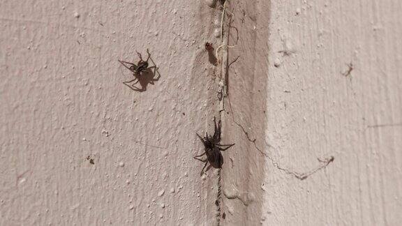 蜘蛛在墙上爬