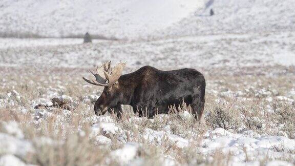公牛驼鹿走在雪覆盖的领域在怀俄明州