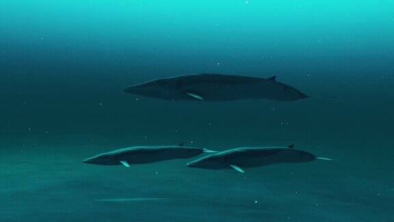 三只须鲸在深蓝色的海水中游泳水下须鲸的景象美丽的海洋生命4K高质量