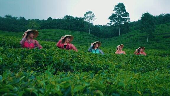 一群茶园农民戴着竹帽站在茶叶床中间