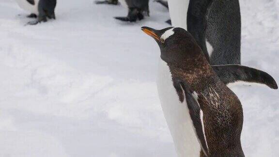 雪宝宝企鹅