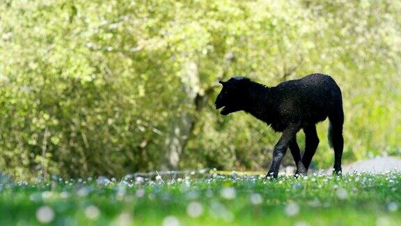 农场上一只美丽的白色小羊羔在大自然中以草木为背景理念:生态、家畜、生物、农作