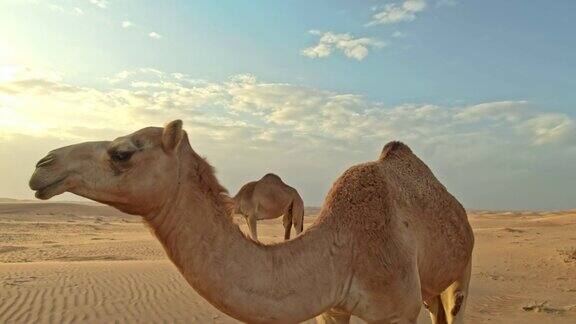 沙漠里的两头骆驼