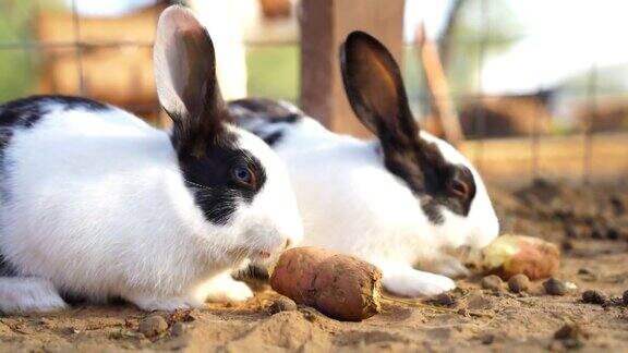 两只可爱的欧洲兔子(Oryctolaguscuniculus)在阳光下吃红薯美丽的小兔特写