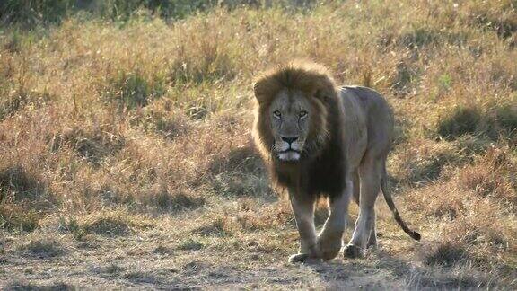 在肯尼亚马赛马拉一只背光雄性狮子的日出跟踪镜头