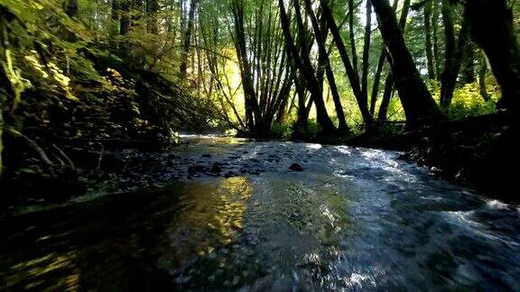森林中的天然溪流:太平洋西北部