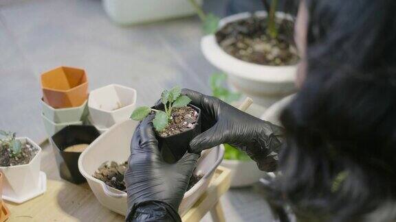 戴着黑色手套的手在照顾她的盆栽植物