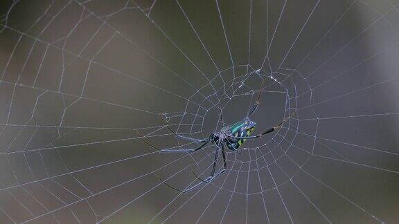 蜘蛛栖息在蜘蛛网上