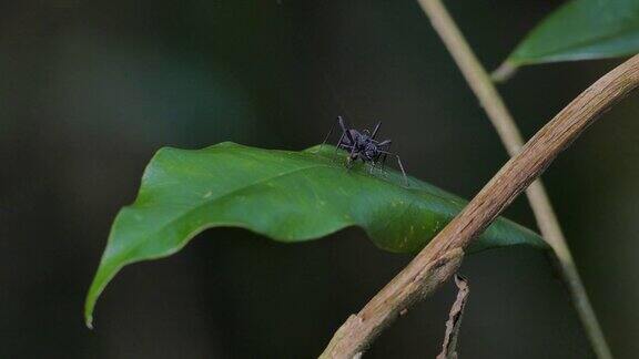 黑蜘蛛蚂蚁拟态在绿叶上