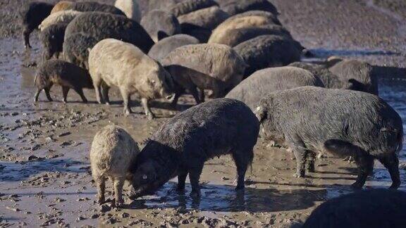 一大群蒙加利卡猪在牧场上吃草