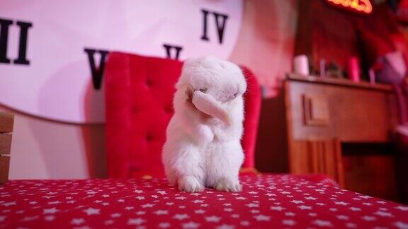 一只小白兔用爪子洗耳朵