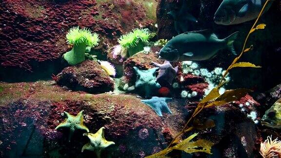 鱼缸里有海星和彩色珊瑚的鱼