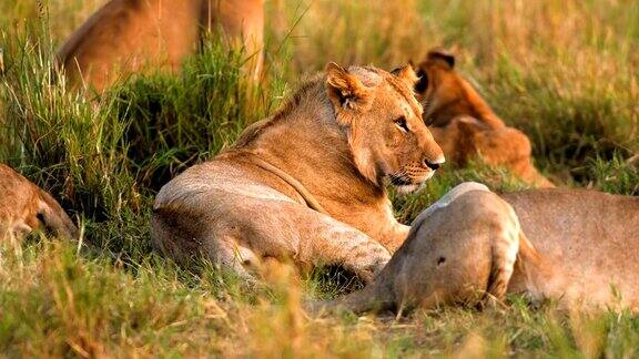 狮群马赛马拉国家公园肯尼亚