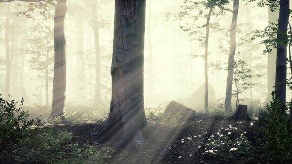 阳光在精灵雾森林