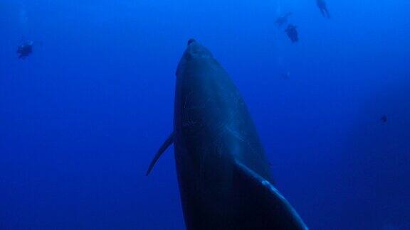 野生海豚与水肺潜水员游泳