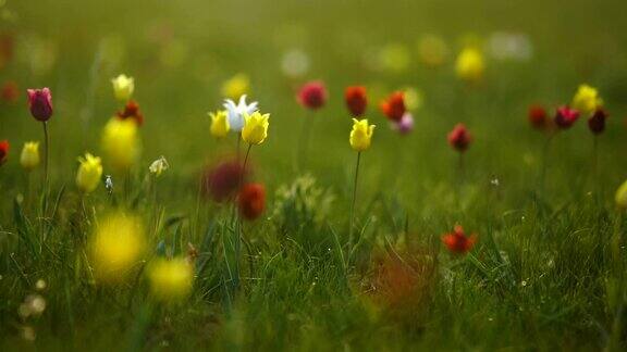 背景天空中阳光明媚的草地上的野生郁金香日出草原在春天变得生机勃勃