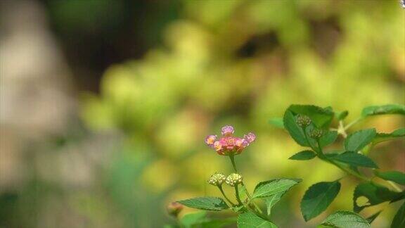 黑脉金斑蝶在粉红色小花上飞的慢镜头
