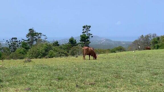 牛在澳大利亚农村开阔的平原上吃草